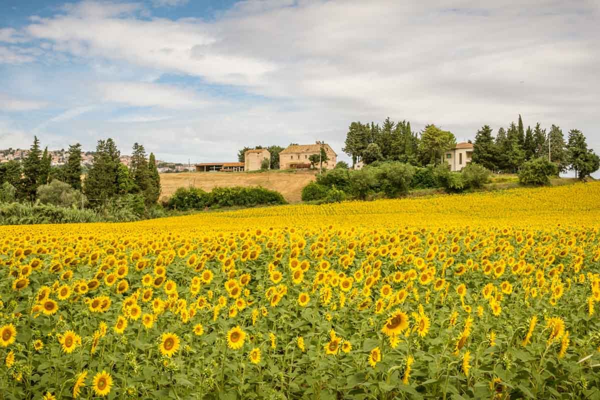 Sunflowers Italy