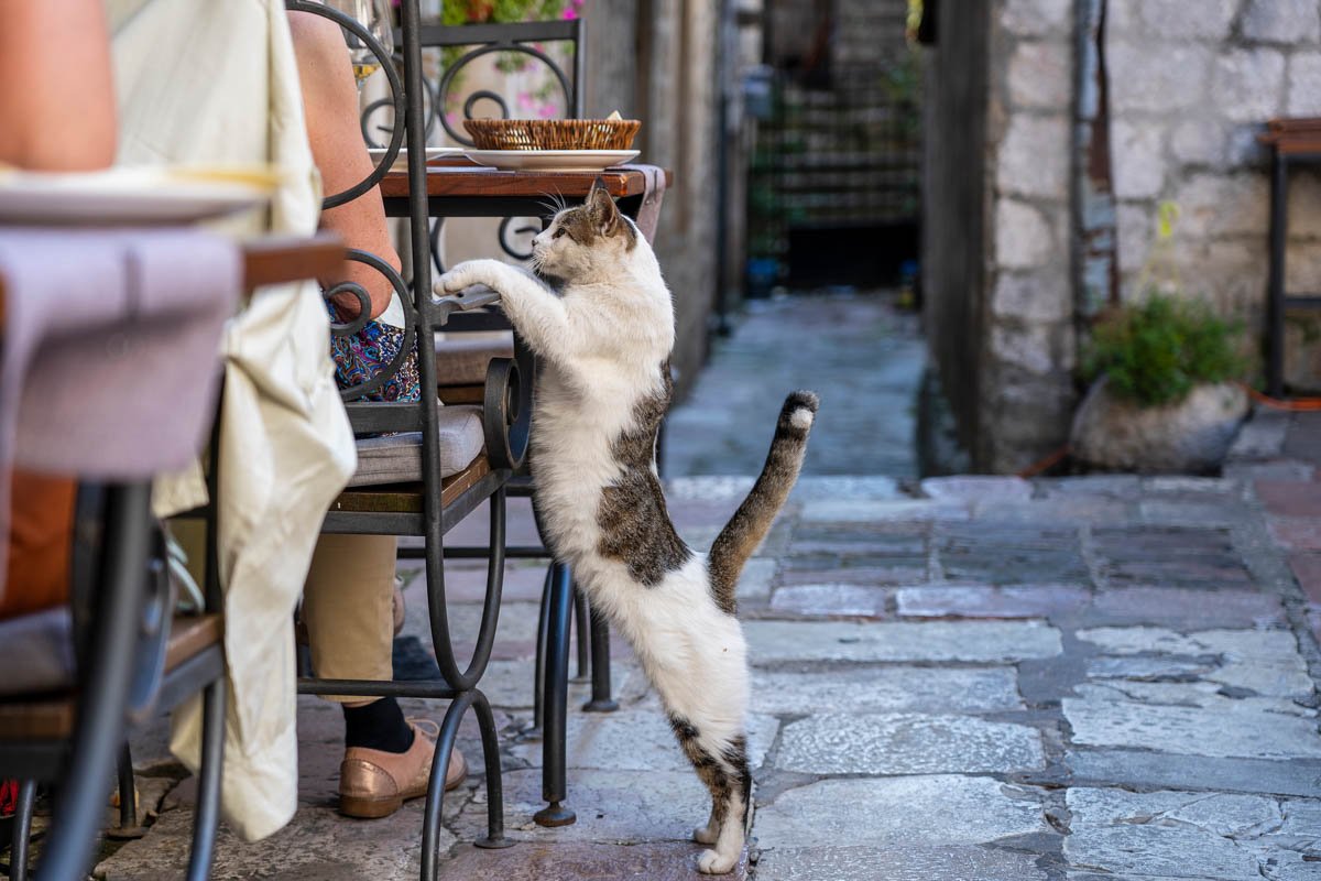 Kotor Old Town Cat